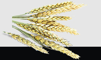 老子有钱lzyq88(中国)有限公司