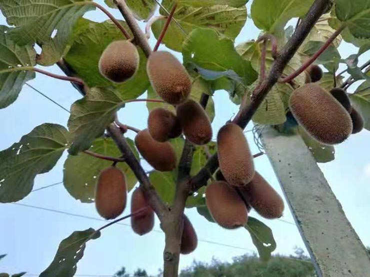 老子有钱lzyq88(中国)有限公司