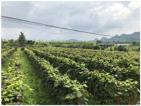 老子有钱lzyq88(中国)有限公司